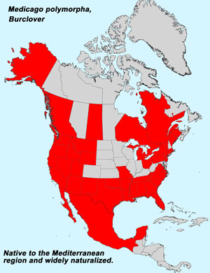 North America species range map for Burclover, Medicago polymorpha: